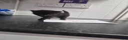 Mixed Breed cats for sale: Fluffy black and grey kittens  - Advert 21
