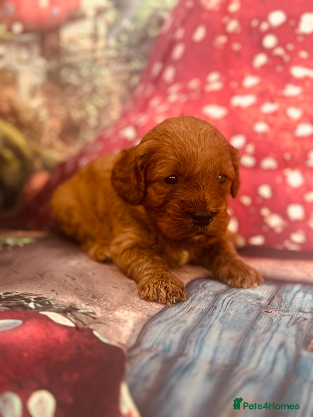 Cavapoo dogs for sale: ⭐️Health tested cavapoo baby’s⭐️ - Image 2