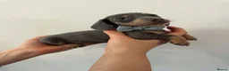 Dachshund dogs for sale: 9 Miniature Dachshunds – Ready 19th October! in Bolton - Advert 25