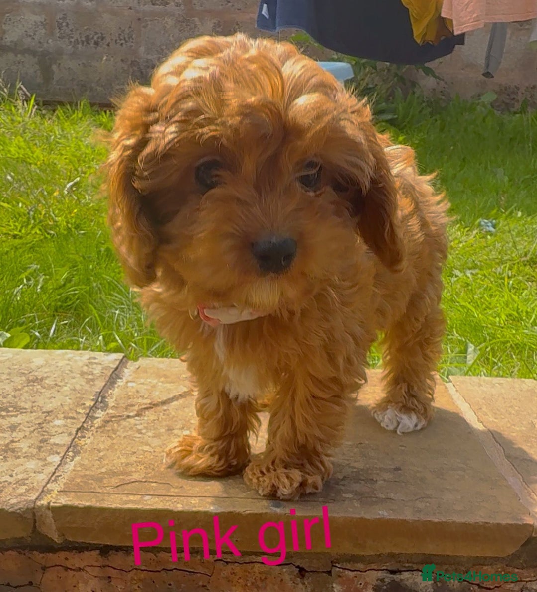 Cavapoo dogs for sale: Stunning Cavapoo puppies - Image 3