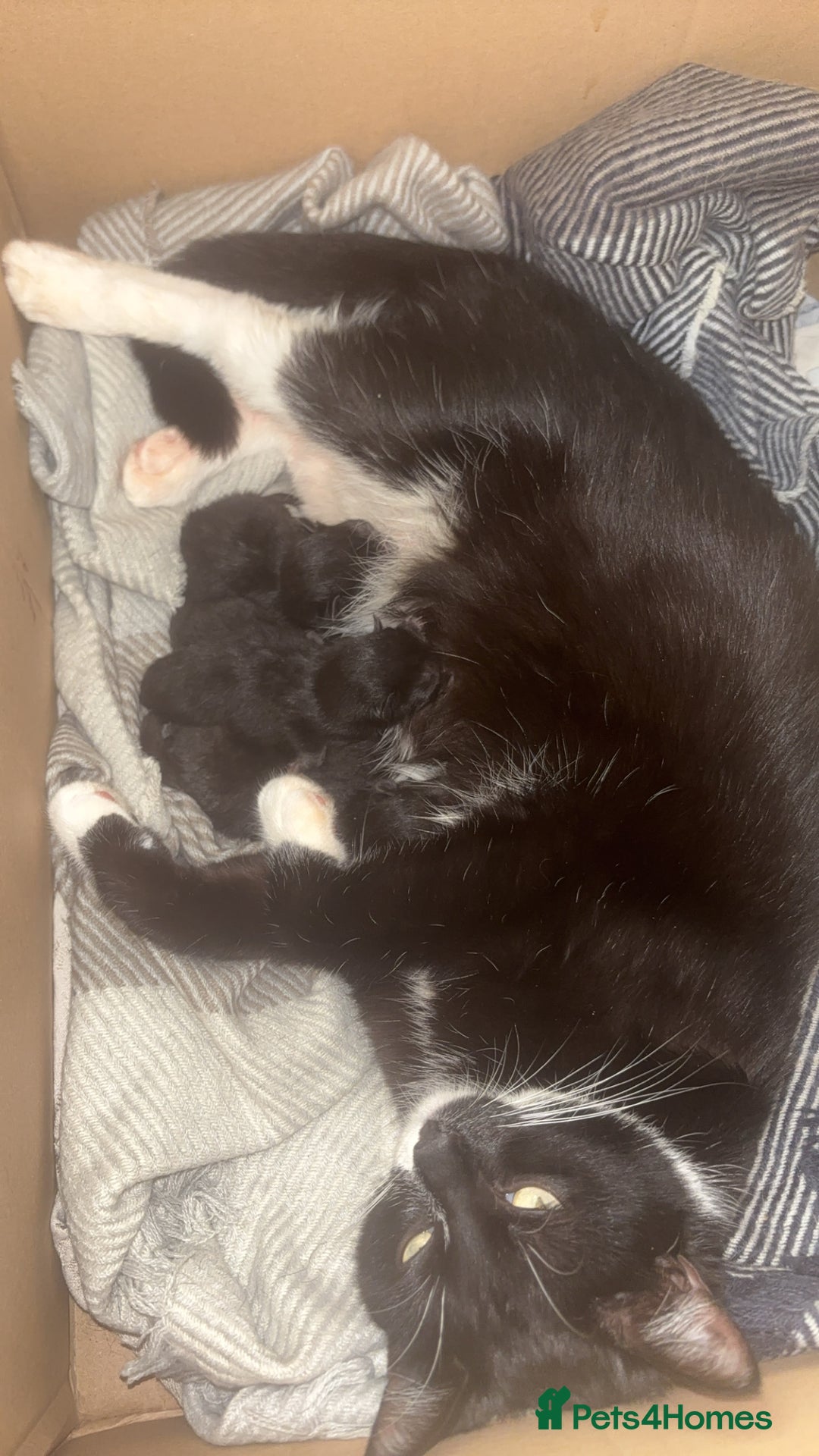 Mixed Breed cats for sale: Black kittens  - Advert 1