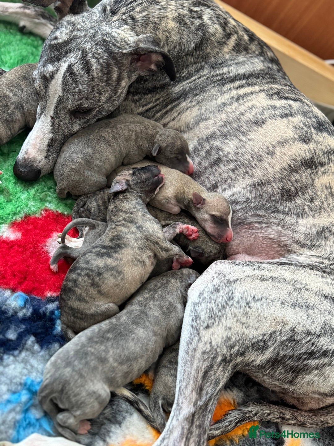 Whippet dogs for sale: The Nature Litter 🌿 - Advert 3