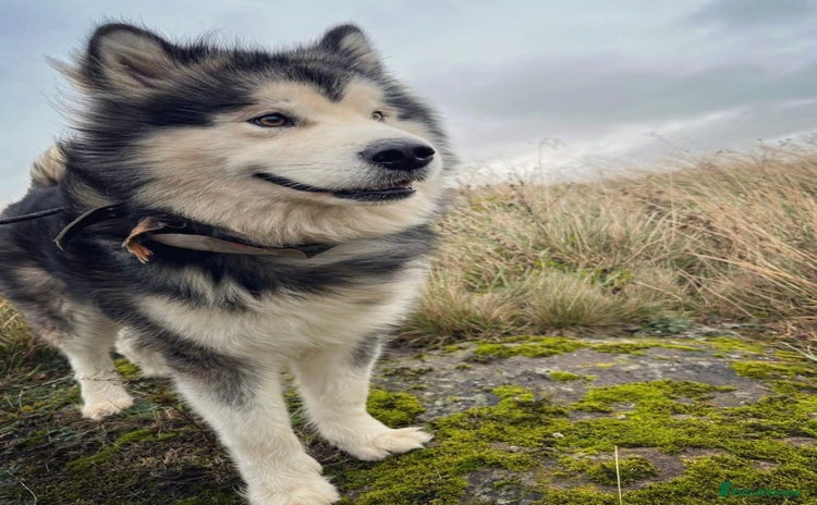 Alaskan Malamute dogs in Bathgate - Advert 1