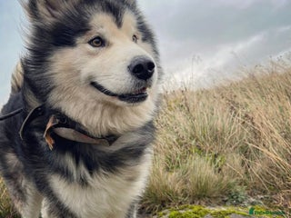 Alaskan Malamute dogs in Bathgate - Advert 1