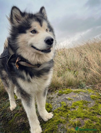 Alaskan Malamute dogs in Bathgate - Advert 1
