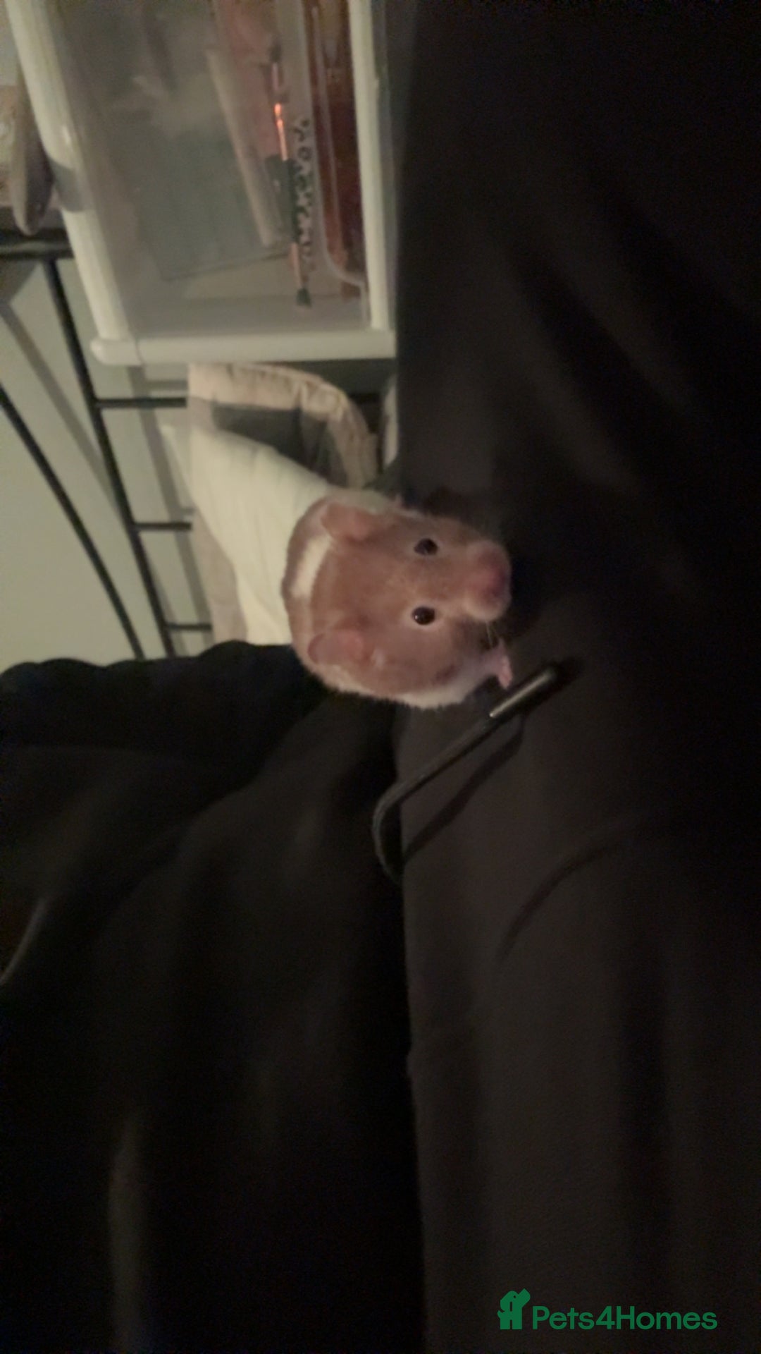 Hamster rodents for sale: Russian dwarf hamster - Advert 3