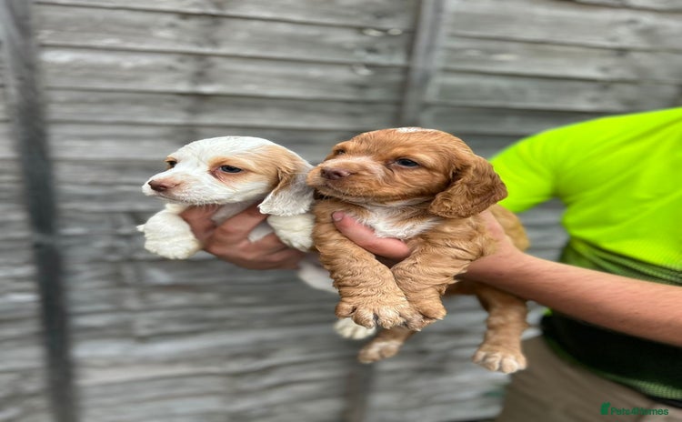Cocker Spaniel dogs - Advert 4