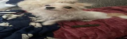 Mixed Breed dogs for sale: Mocha and babychino  - Advert 2