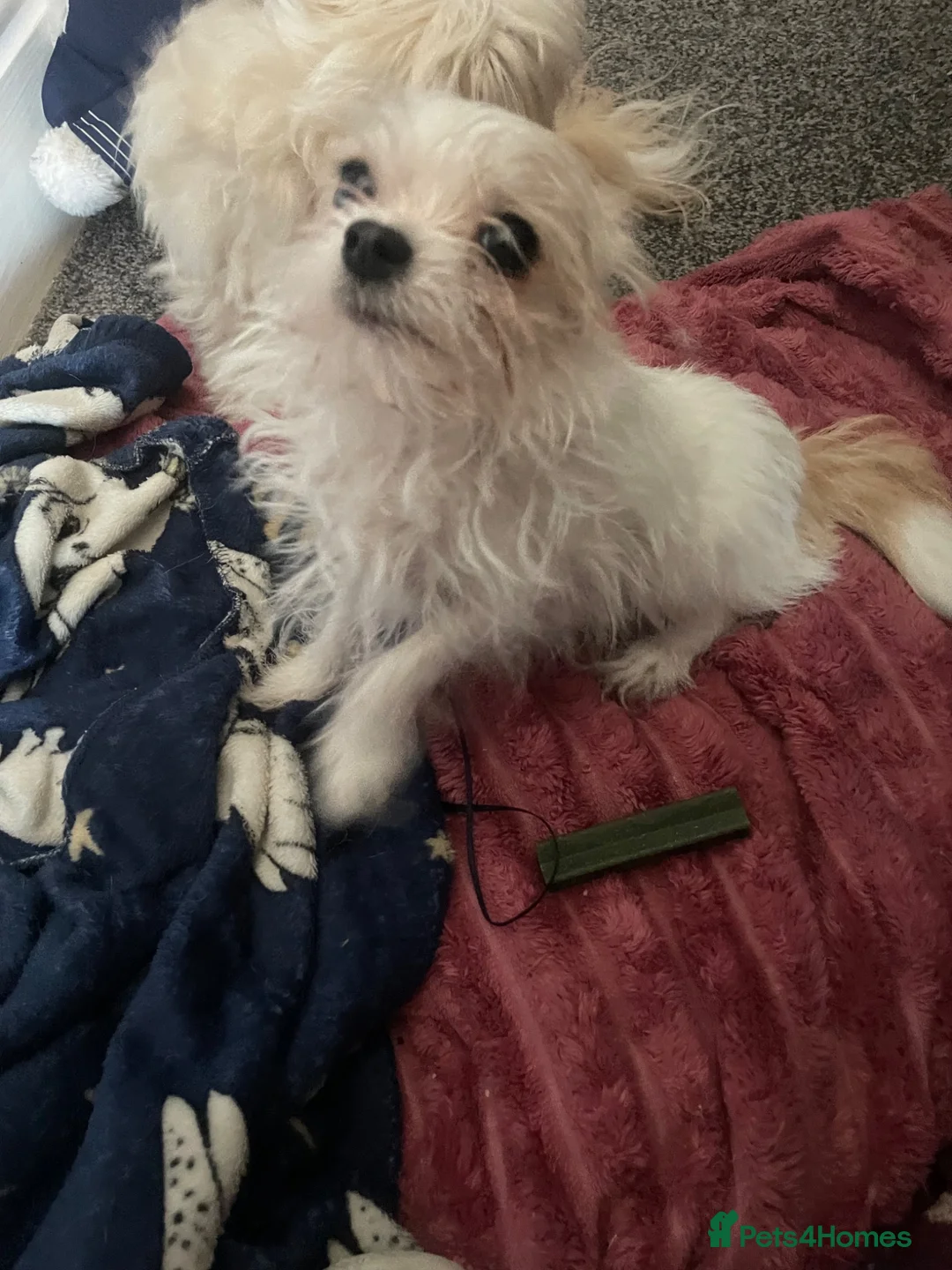 Mixed Breed dogs for sale: Mocha and babychino  - Advert 2