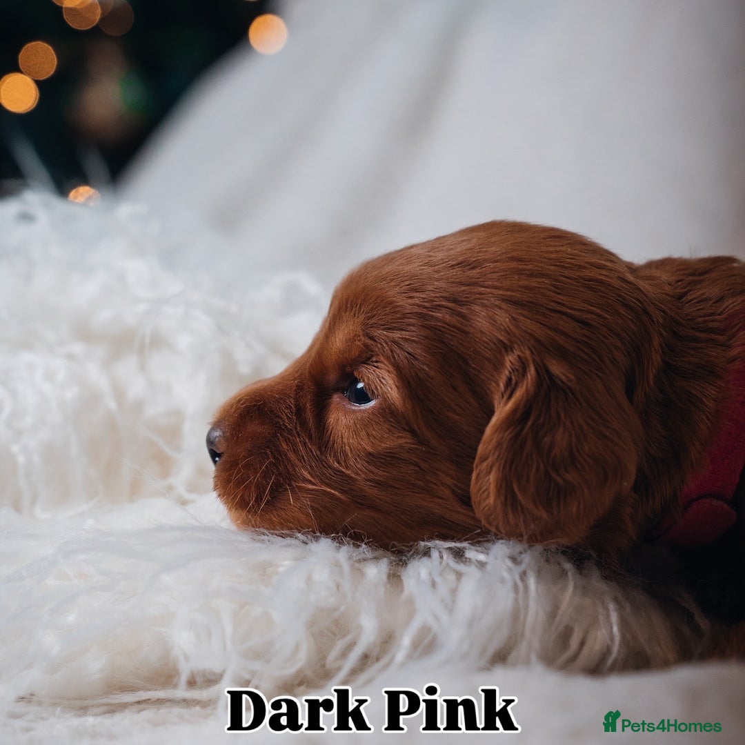 Labradoodle dogs for sale: F2B Labradoodle Puppies – Red & Apricot - Advert 23