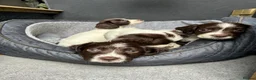 English Springer Spaniel dogs for sale: English springer spaniel puppie - Advert 7