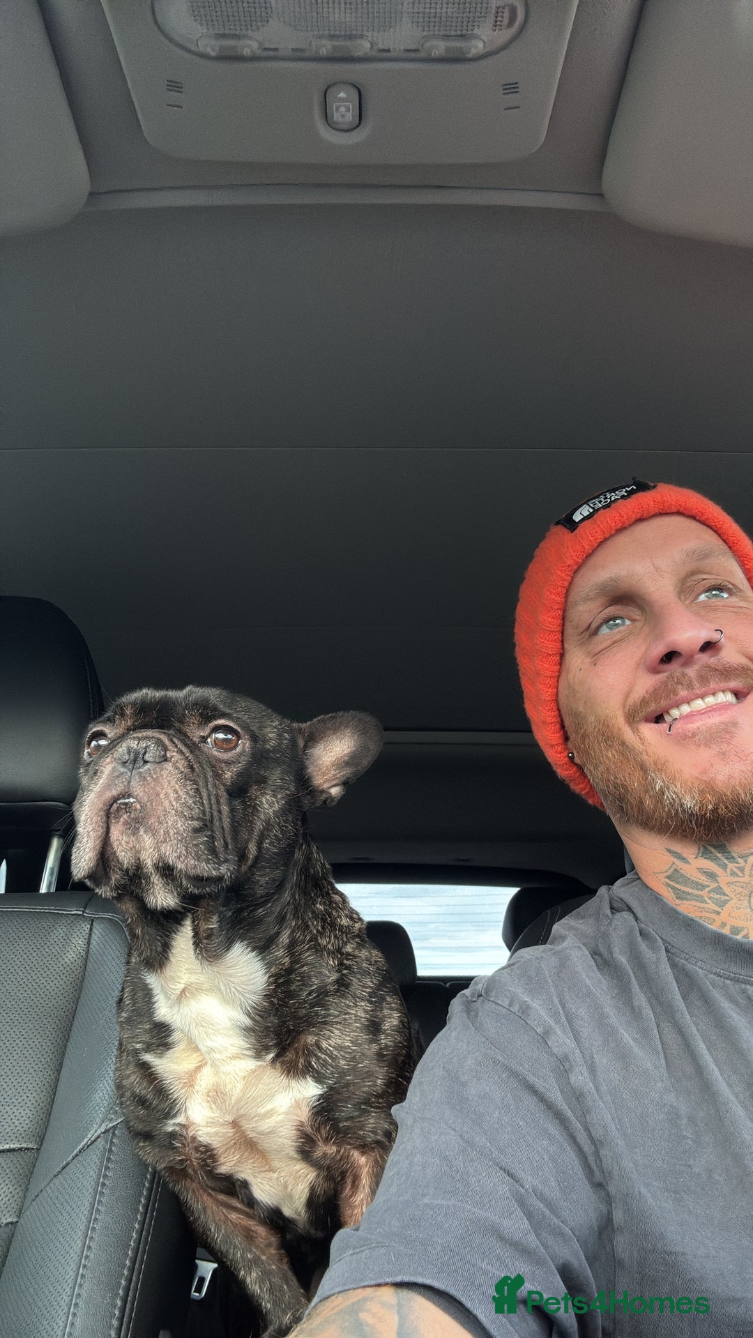 French Bulldog dogs for sale: Urgent home needed for pet  - Advert 3