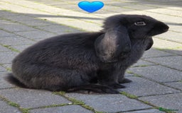 French Lop rabbits for sale: Giant French Lops - Image 3