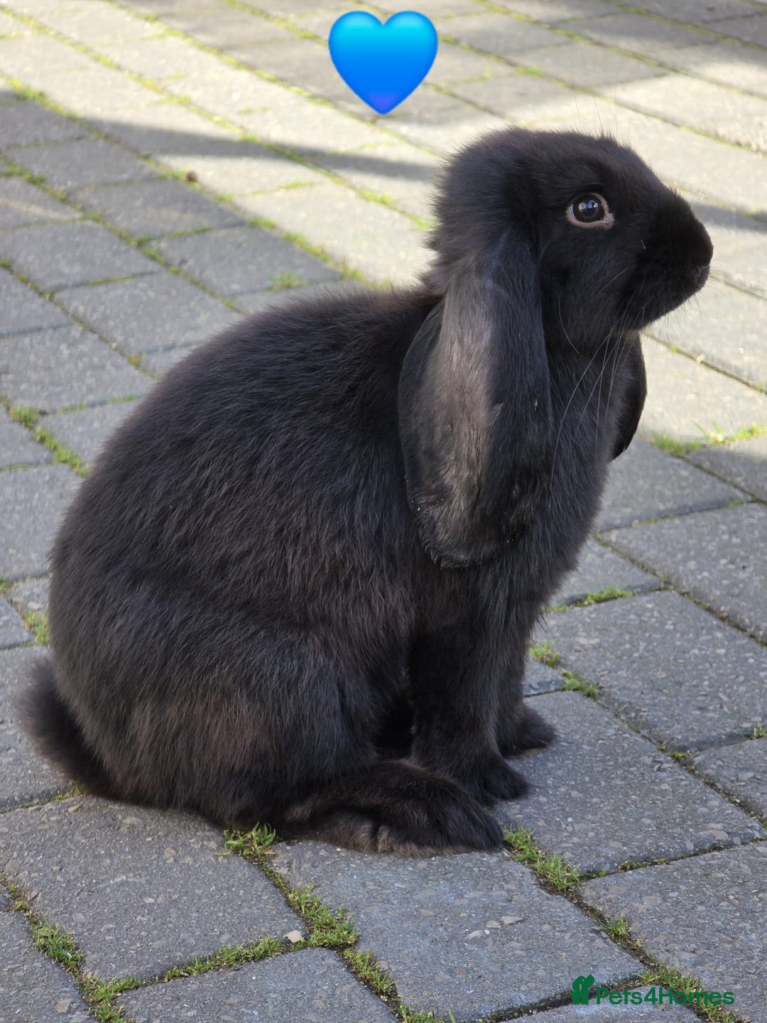 French Lop rabbits for sale: Giant French Lops - Image 3