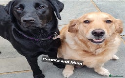Goldador dogs for sale: Upcoming litter of beautiful F1B Goldadors - Image 3