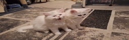 Mixed Breed cats for sale: Persian X Ragdoll Kittens Ready For Forever Homes! - Advert 9