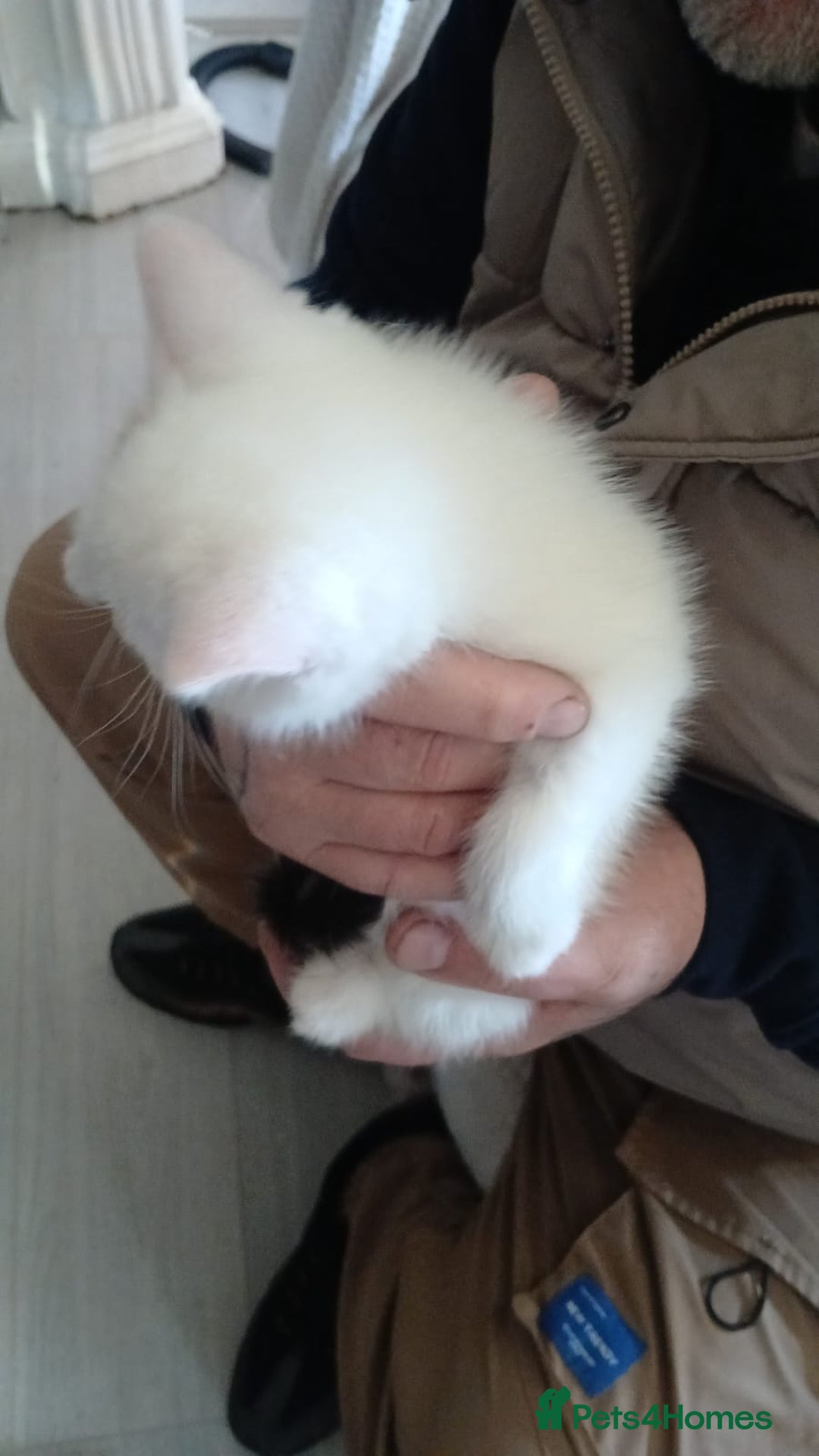 Mixed Breed cats for sale: White kitten.  - Image 3