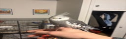 Cockatiels birds for sale: Super Tame White Face Cockatiel - 18 months  - Advert 3