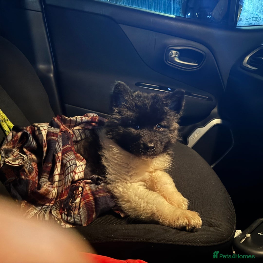 Akita dogs for sale: Quality Family Raised American Akita Puppies - Advert 6