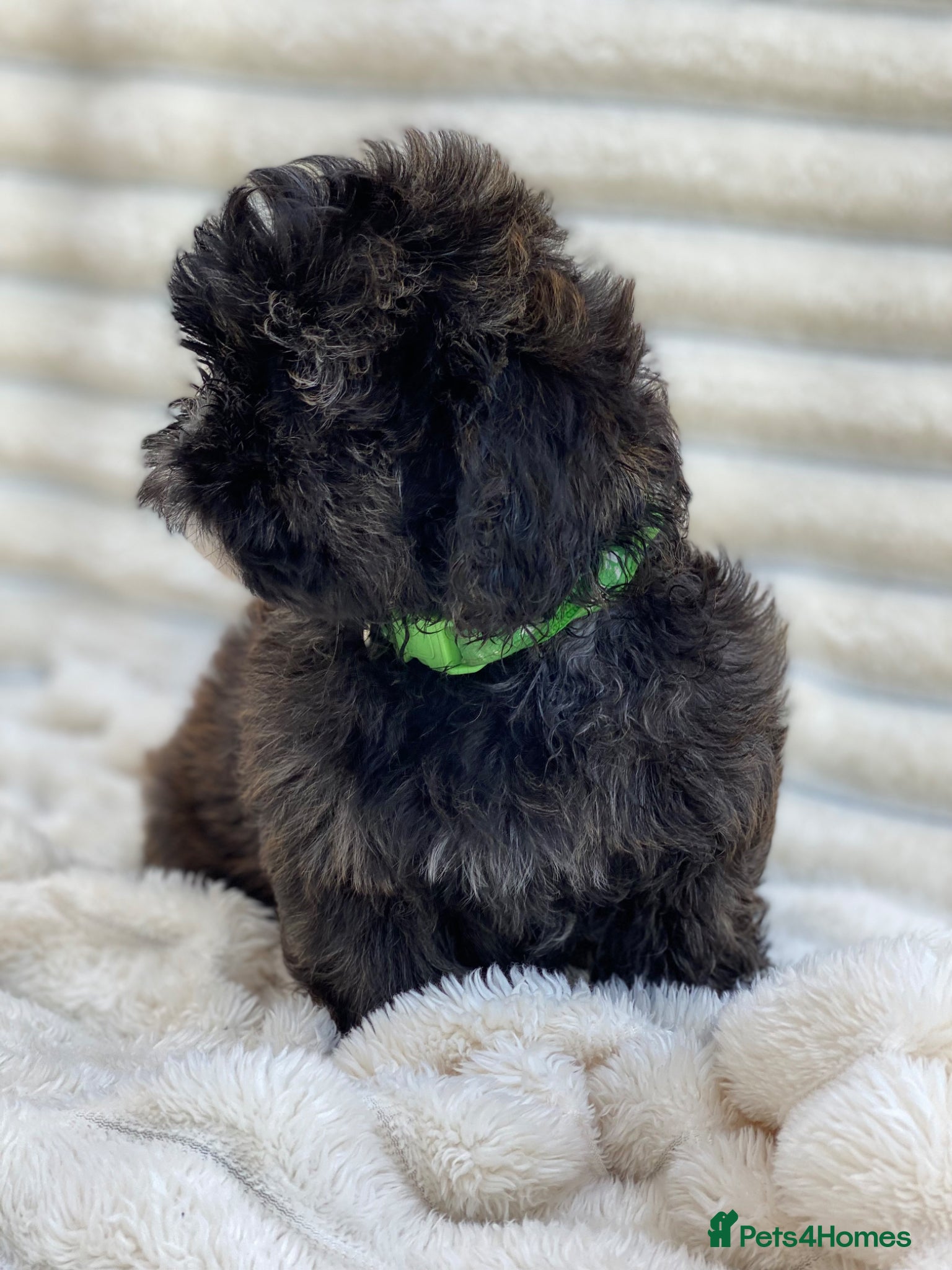 Shihpoo dogs Health tested shihpoos  - Advert 2