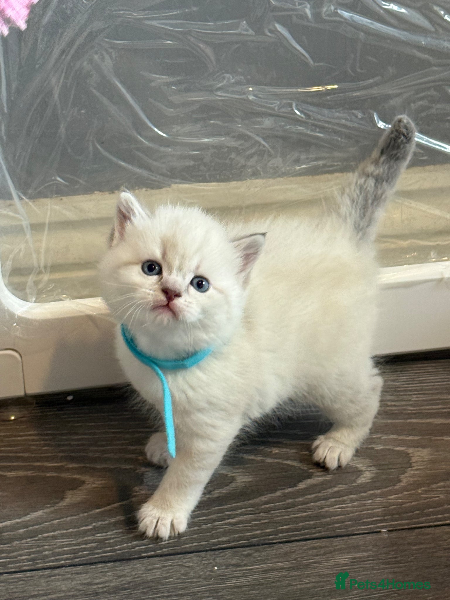 British Shorthair cats 4 stunning british short hair kittens  - Advert 18