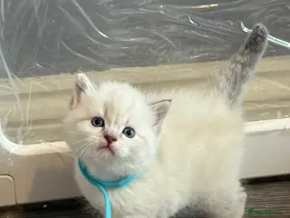 British Shorthair cats 4 stunning british short hair kittens - Advert 18