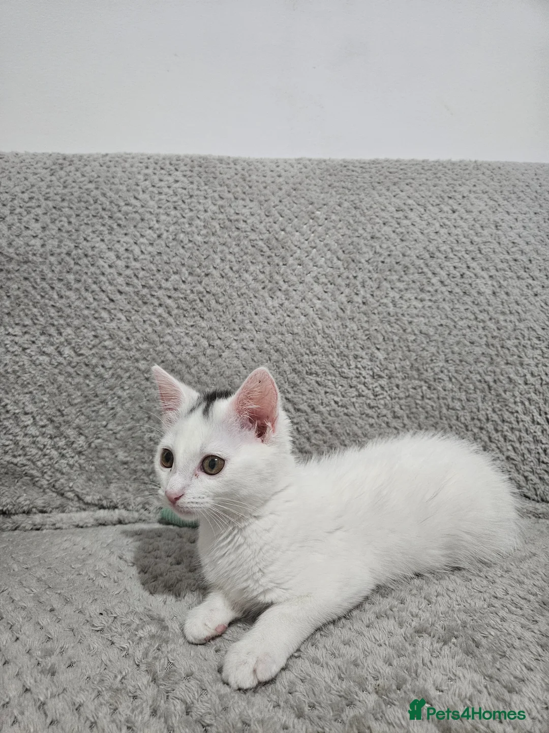 Domestic Shorthair cats for sale: White And Black, Female, Domestic Shorthair Kitten - Advert 2