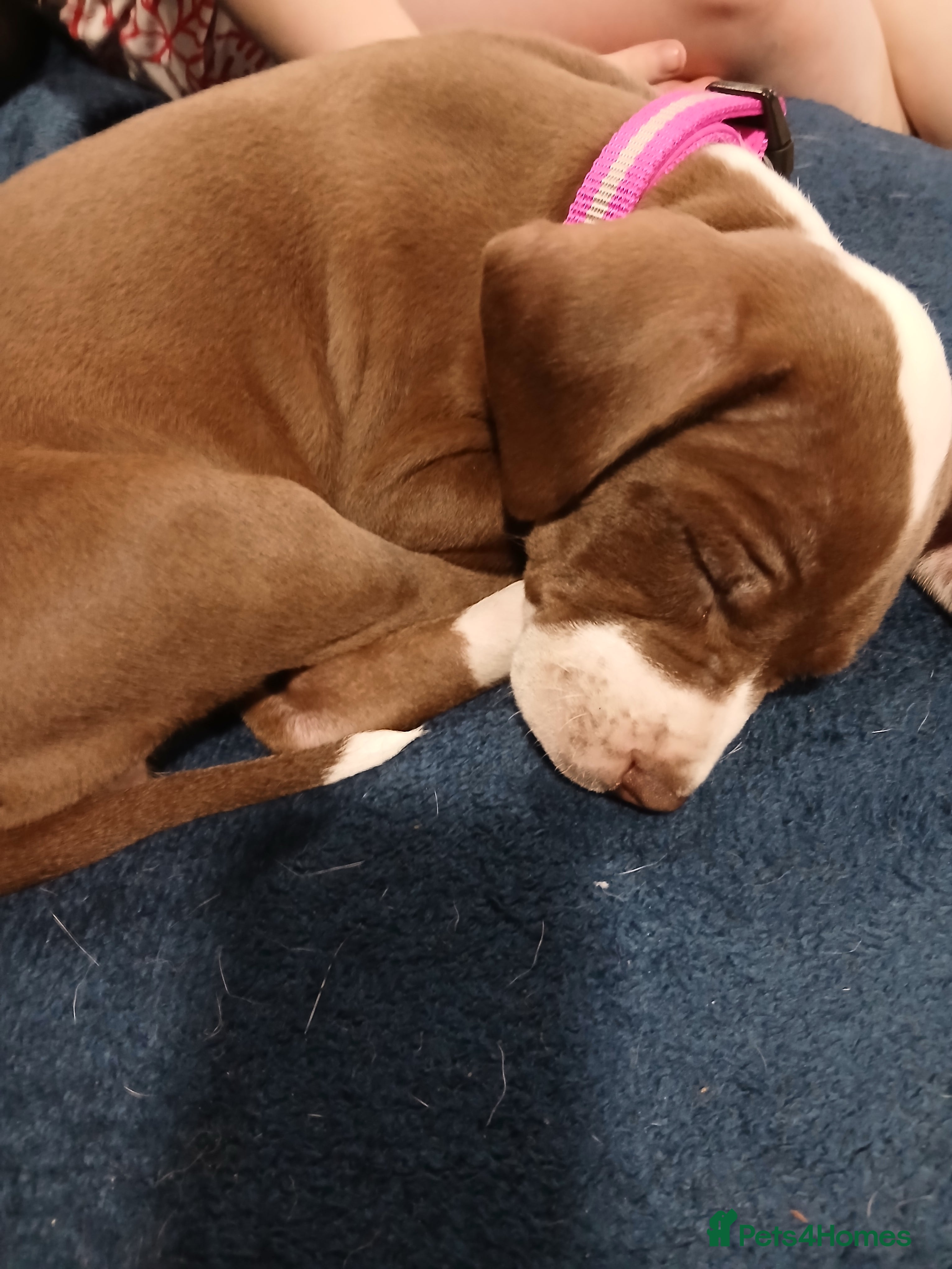 American Bulldog dogs Female bulldog - Advert 14