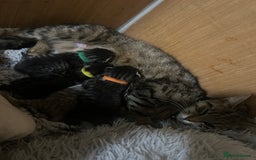 Domestic Shorthair cats for sale: beautiful tabby kittens  - Image 5
