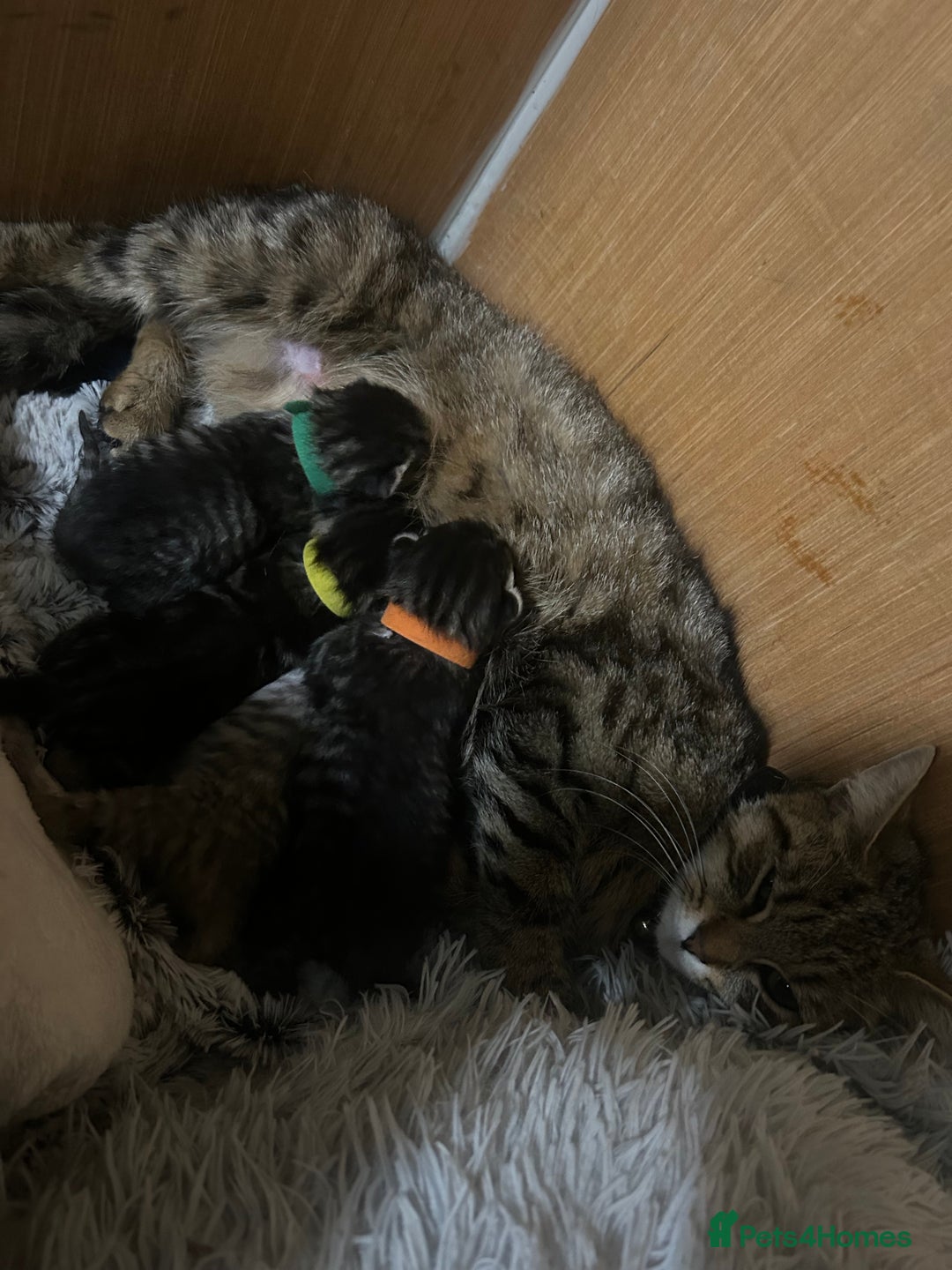 Domestic Shorthair cats for sale: beautiful tabby kittens  - Image 5