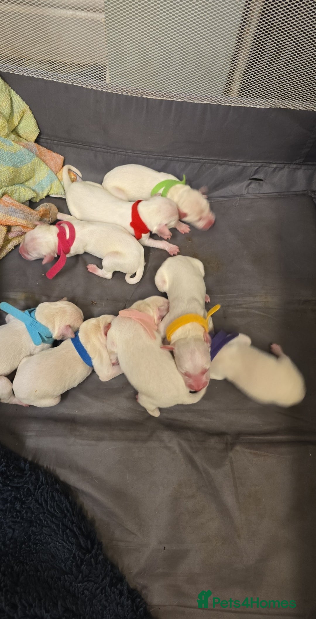 Mixed Breed dogs for sale: English pointer cross saluki/greyhound  - Advert 6