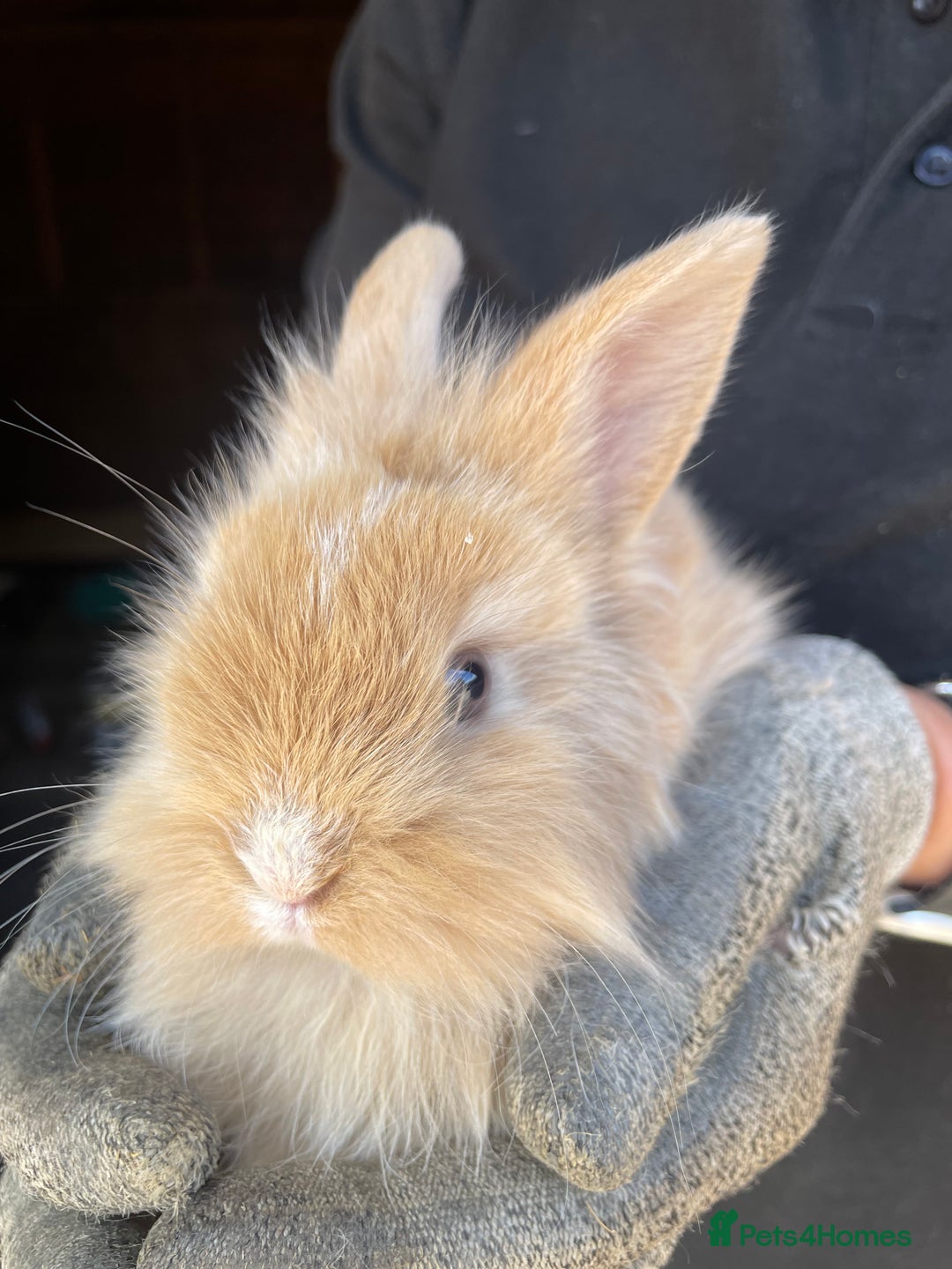 Lionhead rabbits for sale: Beautiful Lion head Baby Bunnies  - Image 10
