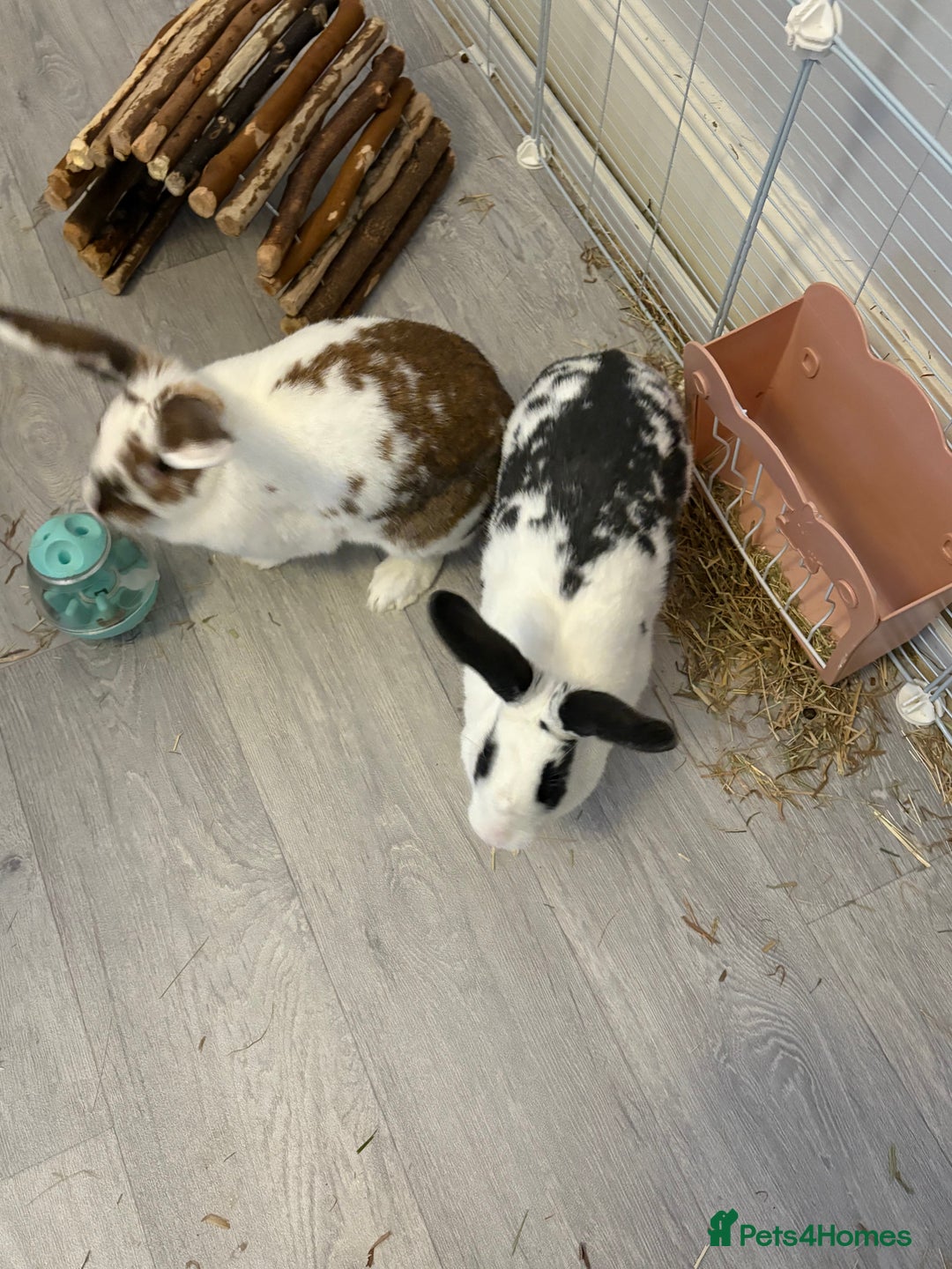 Mixed Breed rabbits for sale: 2 x bonded female rabbits - Advert 3