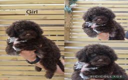 Lagotto Romagnolo dogs for sale: Stunning lagottos puppies  - Image 3