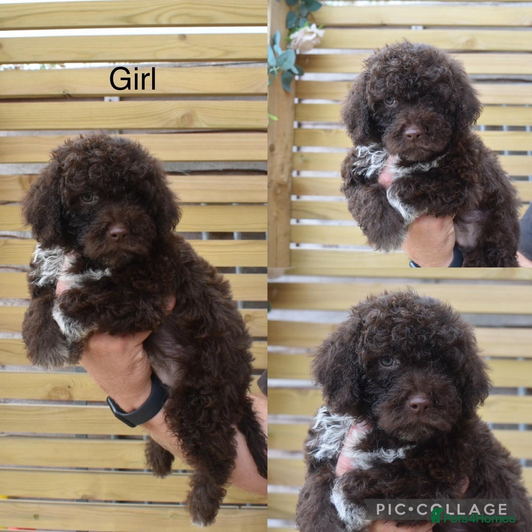 Lagotto Romagnolo dogs for sale: Stunning lagottos puppies  - Image 3