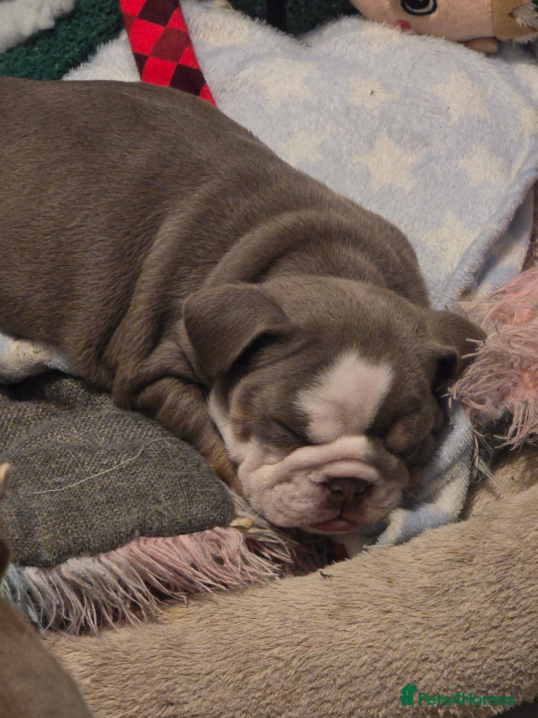 English Bulldog dogs for sale: English bulldog girls - Advert 3