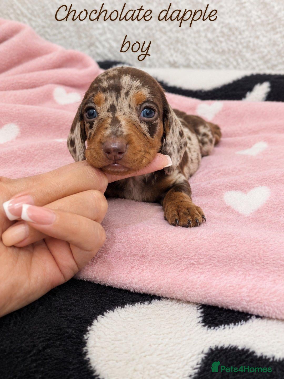 Miniature Dachshund dogs for sale: Stunning Dachshund Puppies❤️Reservations Now Open! - Advert 23