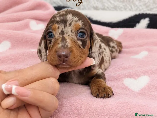 Miniature Dachshund dogs for sale: Stunning Dachshund Puppies❤️Reservations Now Open! - Advert 23