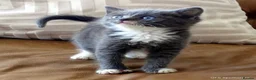 Mixed Breed cats for sale: Gorgeous Rag Doll/Maine Coon/Russian Blue X - Advert 3