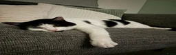 Mixed Breed cats for sale: REHOMING: 2 Black/White Cats, Siblings in Whitley Bay - Advert 11