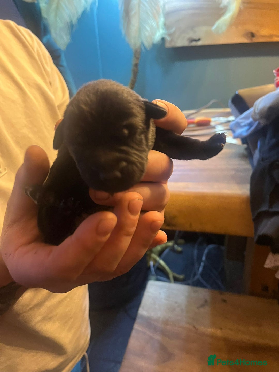 Mixed Breed dogs for sale: Blue staff x Black labrador puppies  - Advert 13