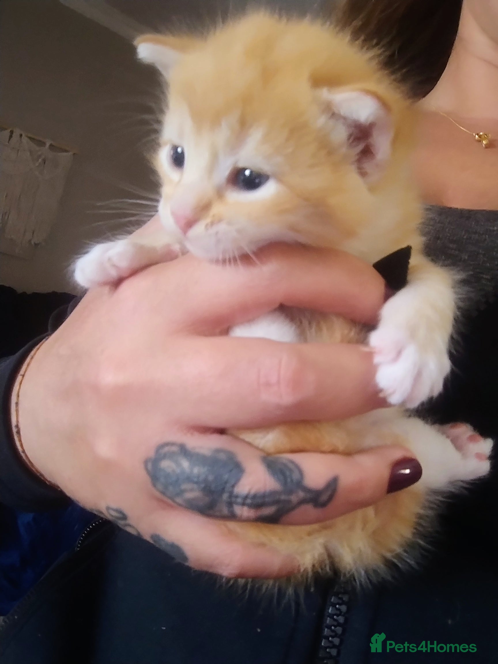 Mixed Breed cats 1 beautiful ginger and white boy - Advert 1