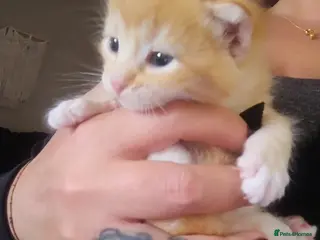 Mixed Breed cats 1 beautiful ginger and white boy - Advert 1