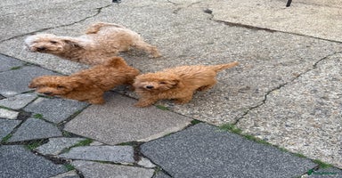Poodle dogs - Advert 2
