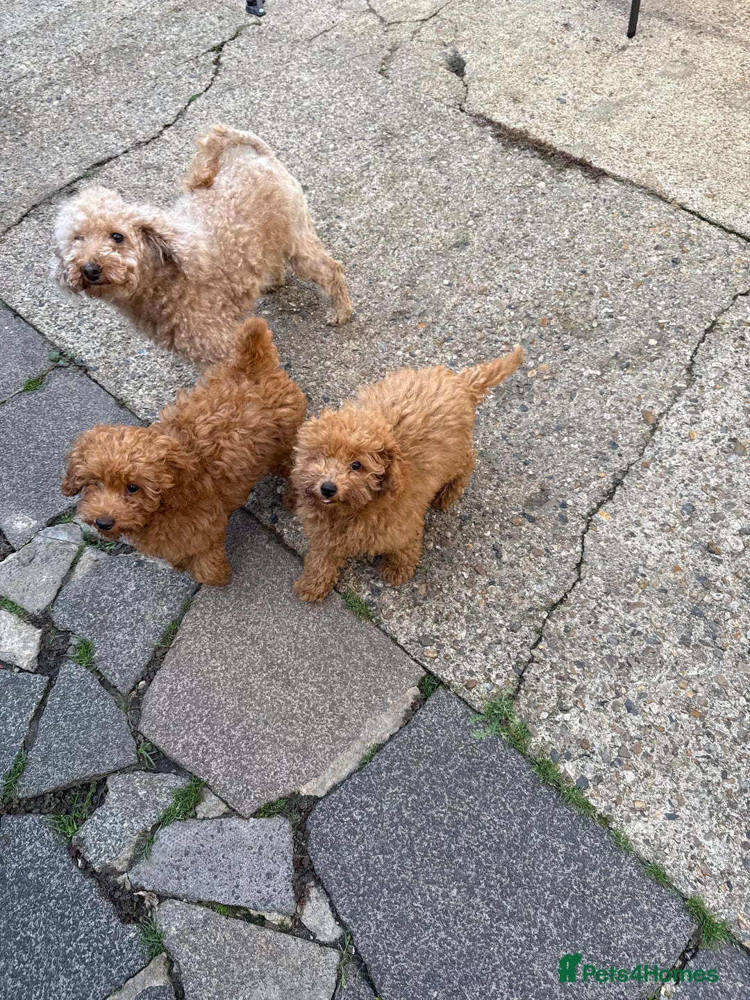 Poodle dogs for sale: Beautifull poodles - Image 3