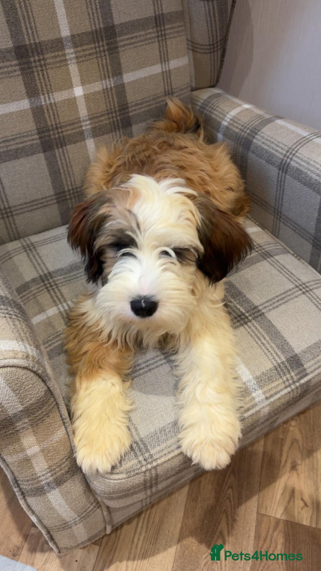 Tibetan Terrier dogs for sale: Tibetan terrier - Advert 1