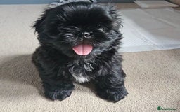 Shih Tzu dogs for sale: Imperial Shih tzu Pupps💙 Ready to leave!  - Image 1