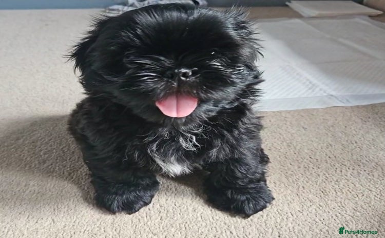 Shih Tzu dogs - Advert 16