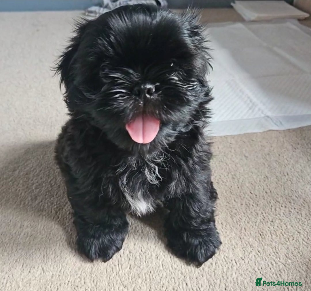 Shih Tzu dogs for sale: Imperial Shih tzu Pupps💙 Ready to leave!  - Image 1