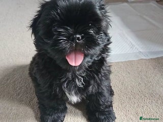 Shih Tzu dogs - Advert 24